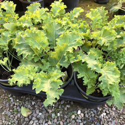 Curly  Kale In One Gallon Pot. 3 Plants In One Pot