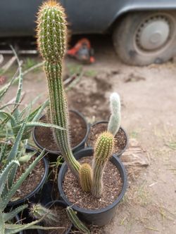 Golden torch cactus plant double