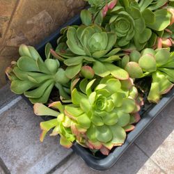 Healthy Green Succulent Cutting With The Roots