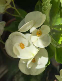 Corona de Cristo blanca $20
