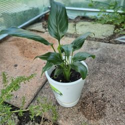 Small Peace Lily Plant 