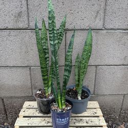 Trifasciata Snake Plant In 4-6in Nursery Pot 
