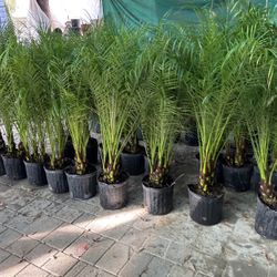 Outdoor/Indoor Plants!