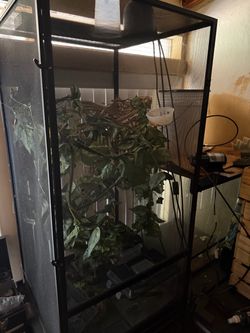 Chameleon Setup Cheap! everything you need!