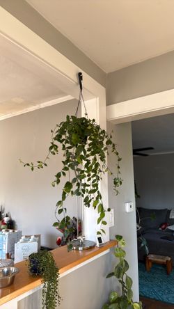 Lipstick Plant FREE to a good home