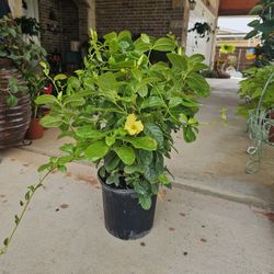 Large Golden Trumpet ARRIVE, BEAUTIFUL AND HEALTHY PLANTS. $40 each