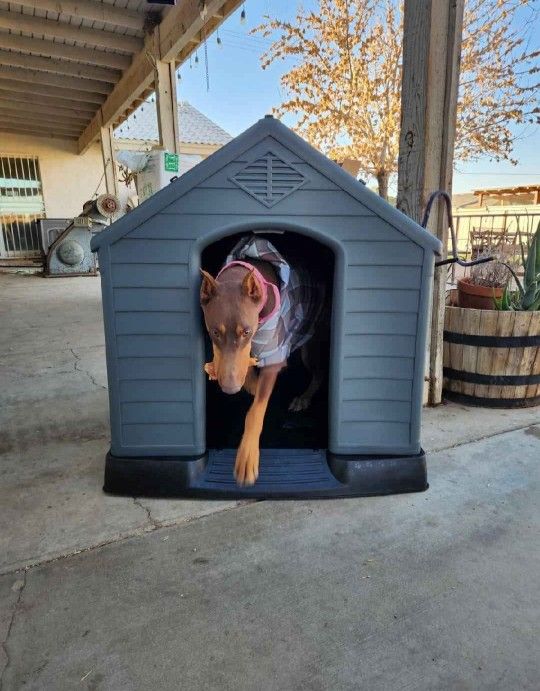 BRAND NEW IN Box Xl Dog House All Weather Water Resistant Ez Clean Raised Base Cusromizable Front Panel Dog Igloo Casa De Mascota