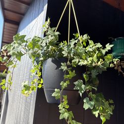 Ivy Plant In A Hanging Pot