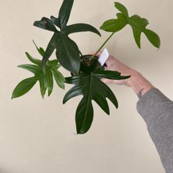 Philodendron Laciniatum