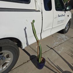 Tall Cactus In Chipped 8in Ceramic Pot 
