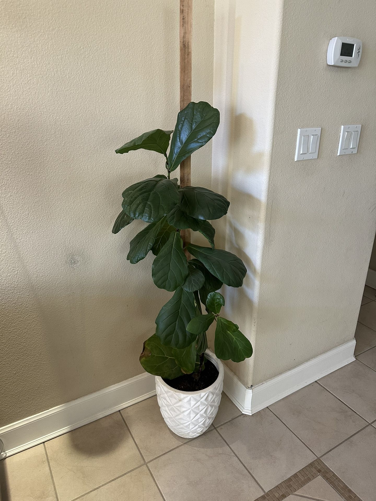 Fiddle leaf Fig Plant 