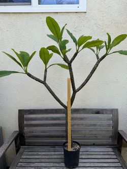 FS: Plumeria - 'CA Sally'