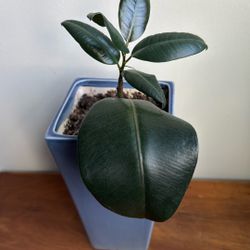 Plants 