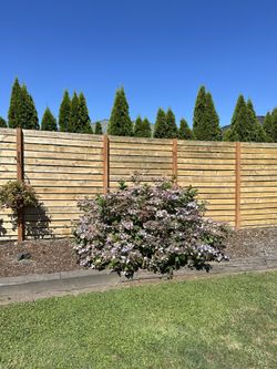 Mature 8ft Lacecap Hydrangea – Huge Landscape Shrub (You Dig)