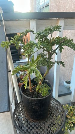 Citronella plant