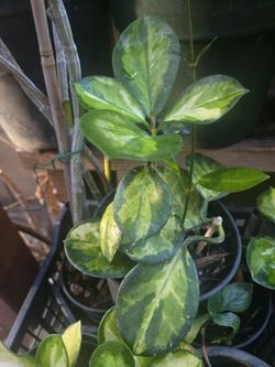 Australian Hoya Plant
