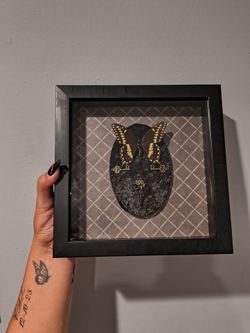 Framed butterfly