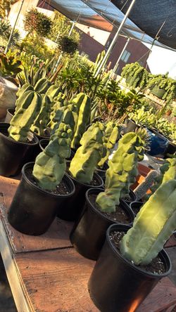 Totem pole cactus in 2 gallon pots only $40 each