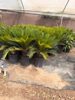 Sego palms for sale 10” pots
