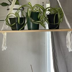 New, Macramé With Wood Plant Holder,