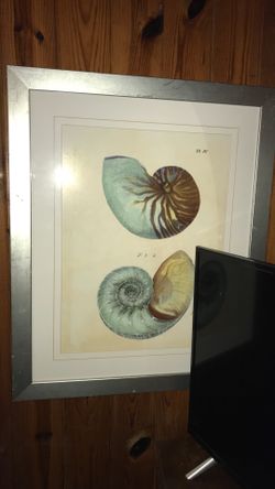 2 large framed sea shell pictures