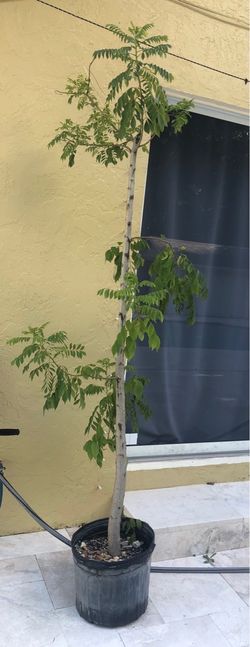 Árbol de ciruela