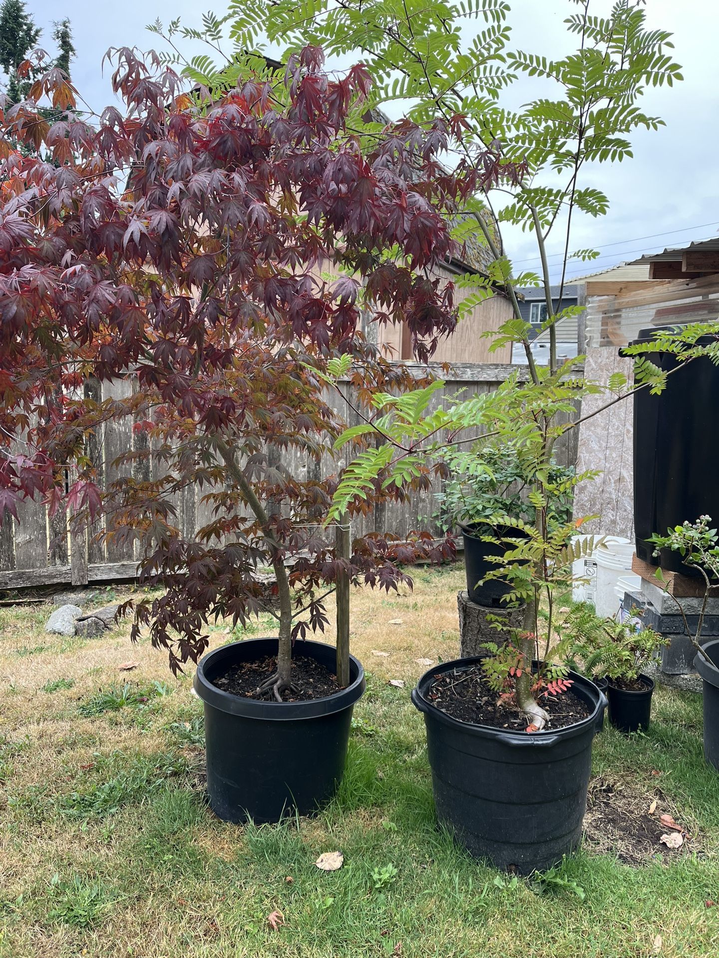 Perennials, Climbing Vines, Japanese Maples, Peonies and other Landscape Plants/trees
