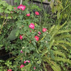 Over 3ft Tall. Pick Up