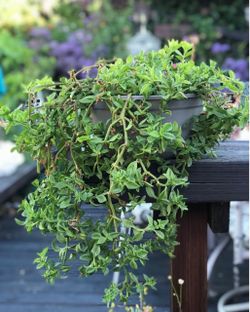 $4  Crawling/Hanging plant