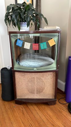 ‘Cat TV’