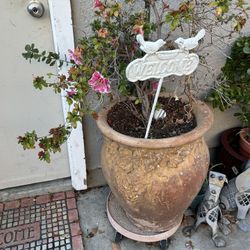 2 Big Plants 60 Each Very Heavy