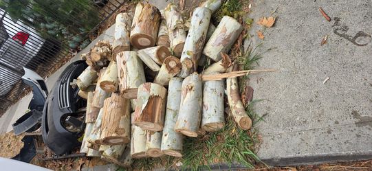 Free eucalipto wood