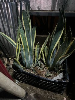 Plants