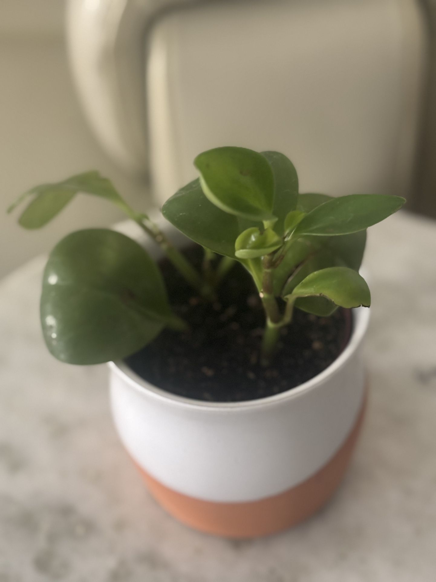 Baby Rubber Plant  In Ceramic/terracotta Pot