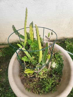 Dragon Fruit 5colors