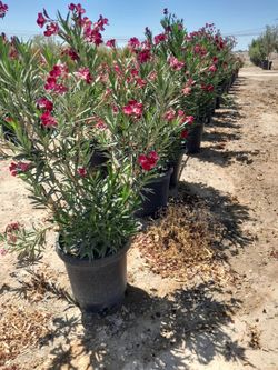 Oleander Bushes 15 gal