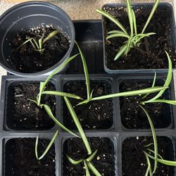 Baby Spider Plants 