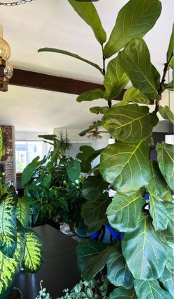 plants & flower pots/planters