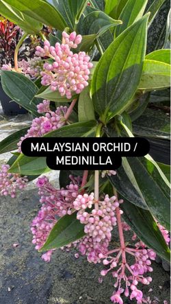 🌿 MALAYSIAN ORCHID / MEDINILLA