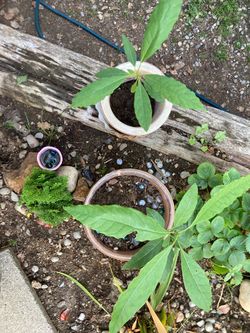 Avocado Plants