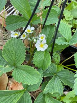 Hula strawberry plants n herbs for sale.