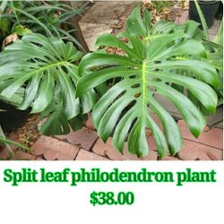Split Leaf Philodendron Plant 