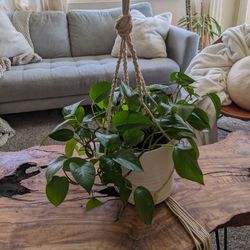 Jade Pothos Plant with Ceramic Pot and Macrame 