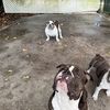 4sale Fl
