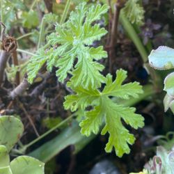 Mosquitoes Plants 