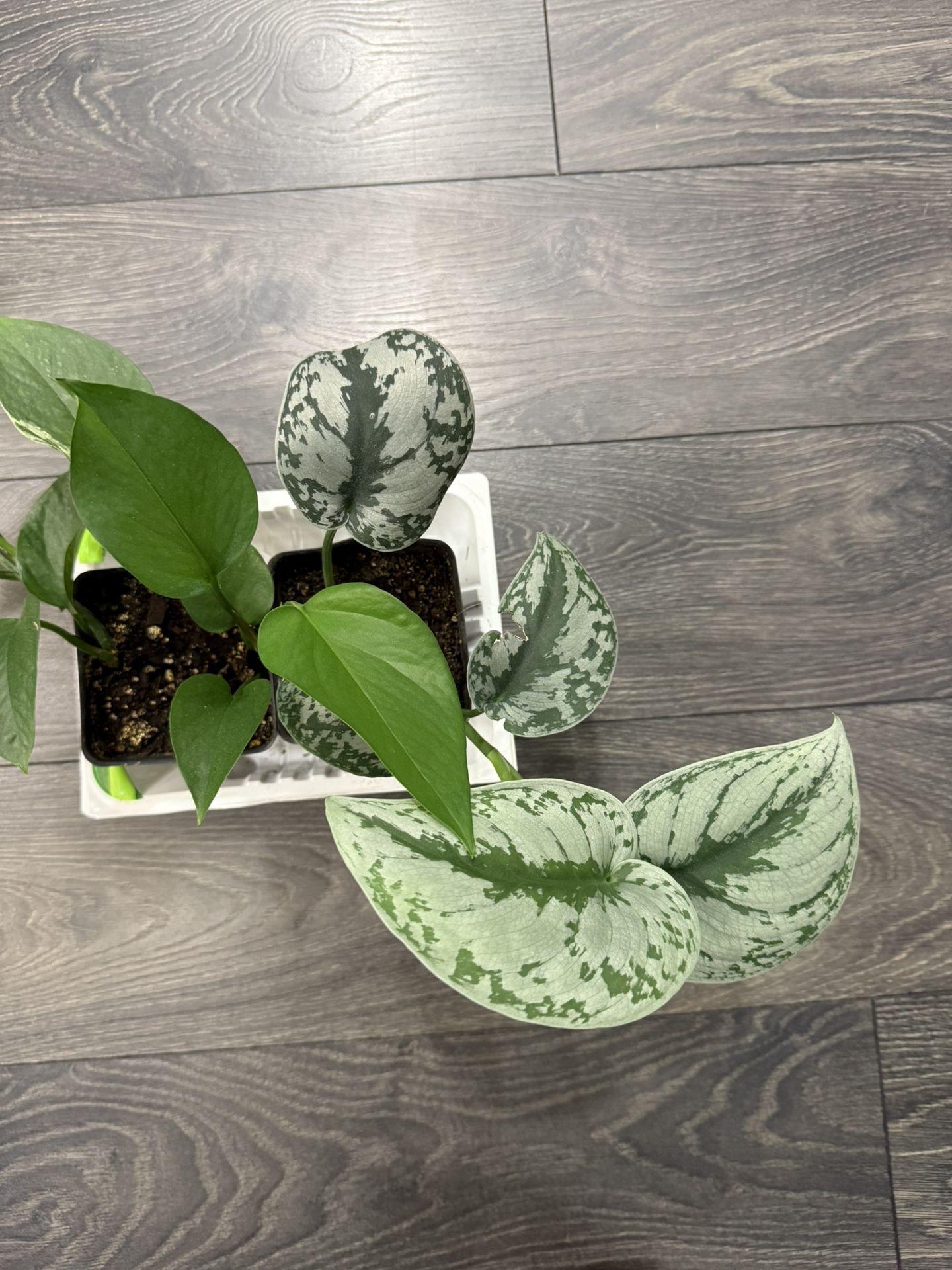 Silver Leaf And Golden Pothos Two Different Plants 