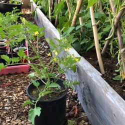Tomato Plants 