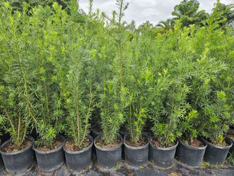 podocarpus Instant Privacy Hedge For Fence Green Full Ready