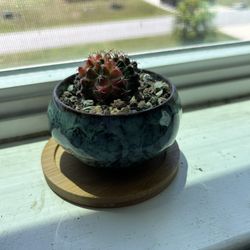 gymnocalycium mihanovichii Moon Cactus