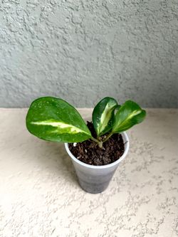 Variegated Hoya obovata plant